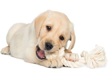 Best Teething Toys For Puppies