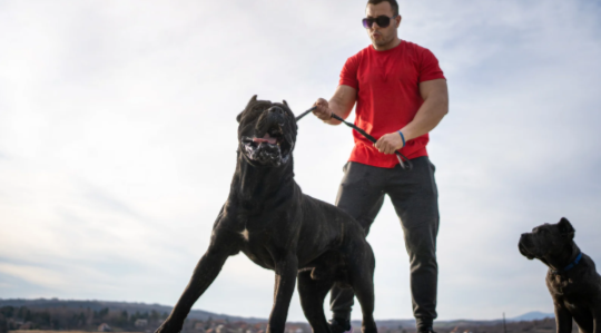 Aggressive Dog Training in Atlanta: When Specialized Classes Make the Difference